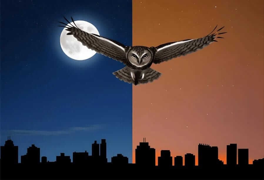 Light Pollution Drawing with Animals showing an owl flying across a city skyline illuminated by artificial lights, obscuring stars.