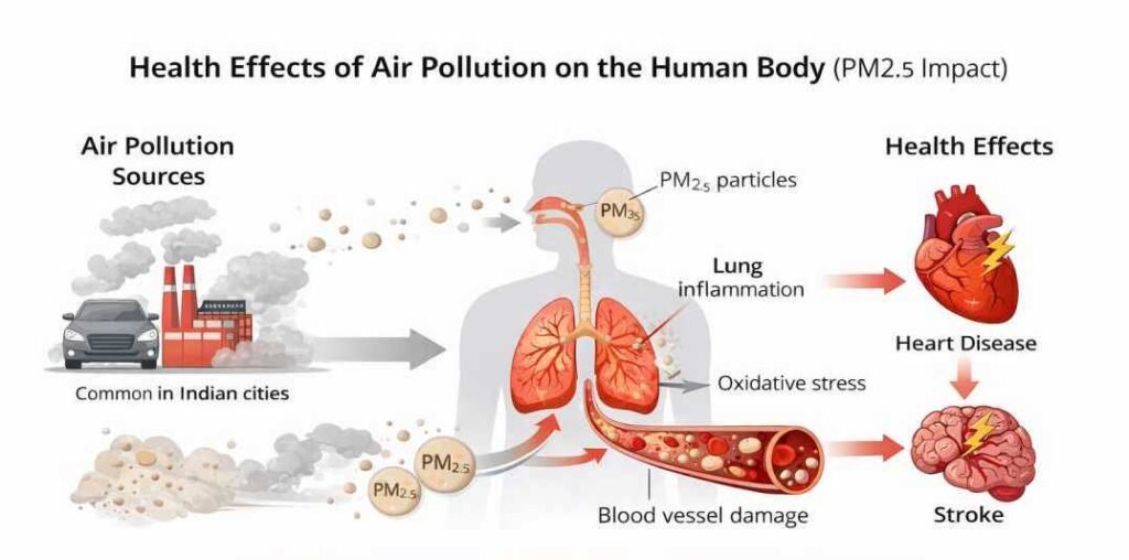 Health effects of air pollution on human body showing PM2.5 entering lungs bloodstream causing inflammation and disease
